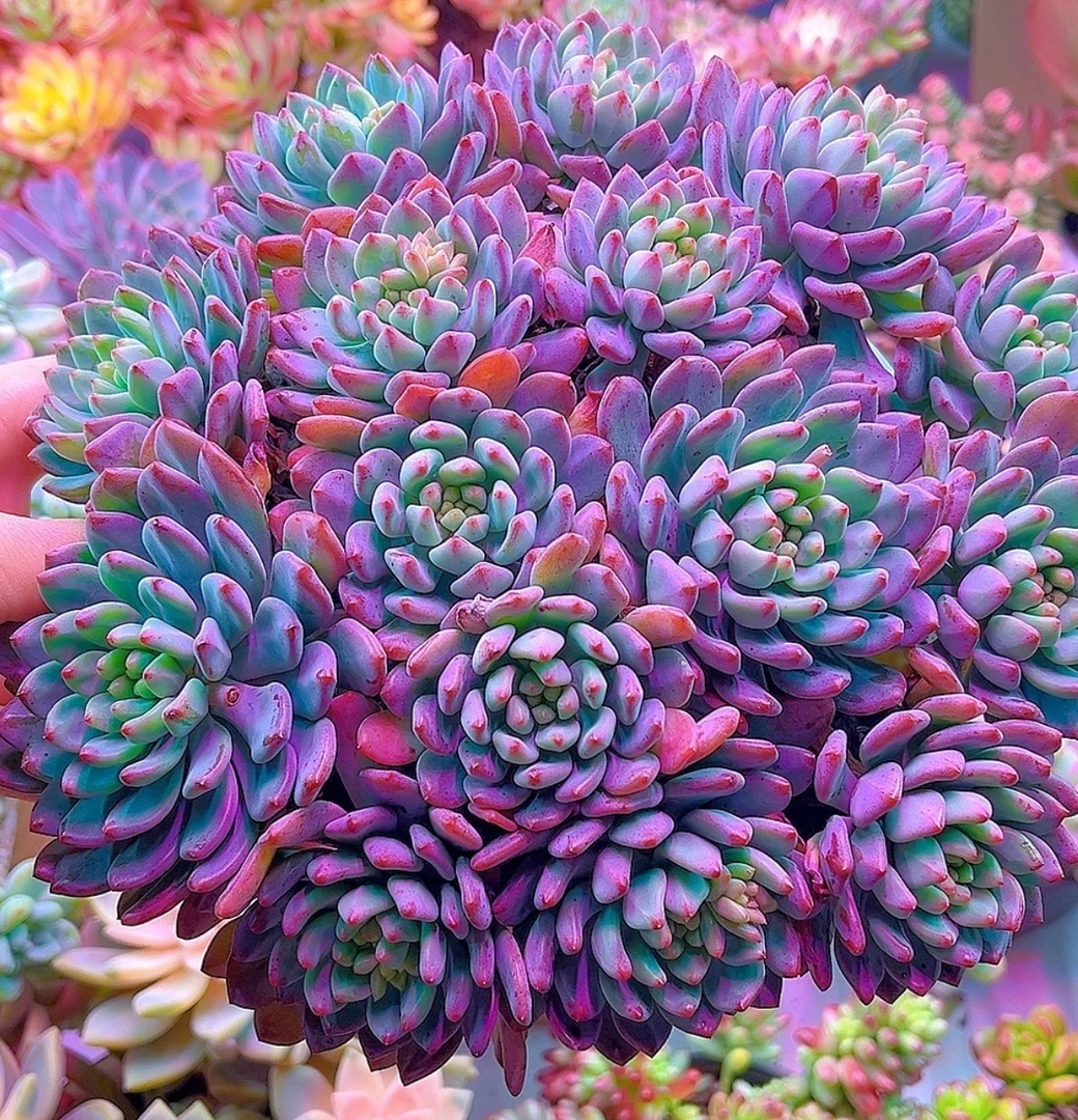 Y大蓝苹果松果精灵【元旦迎新】【年宵纳福】年宵花多肉植物 带盆带土