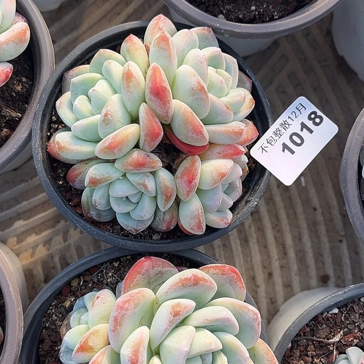 阿雅园艺。     1018