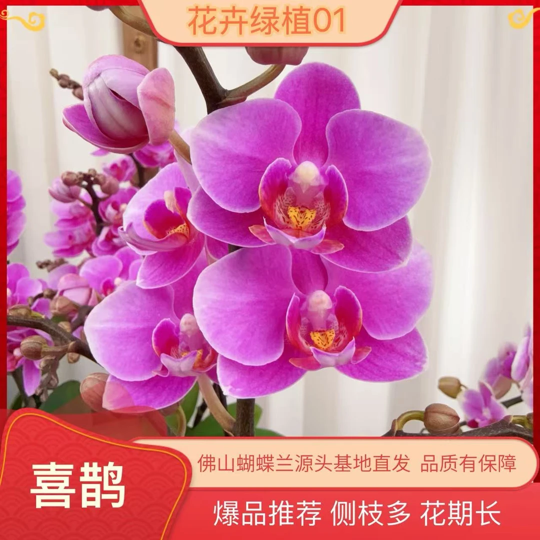 英姿兰园01【喜鹊】精美蝴蝶兰室内花卉