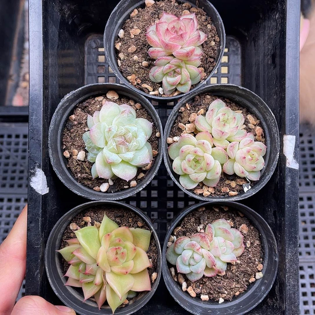 多肉一物一拍23-30