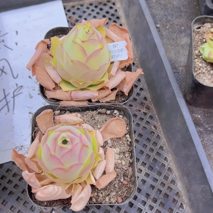 957 裸根不带土发货