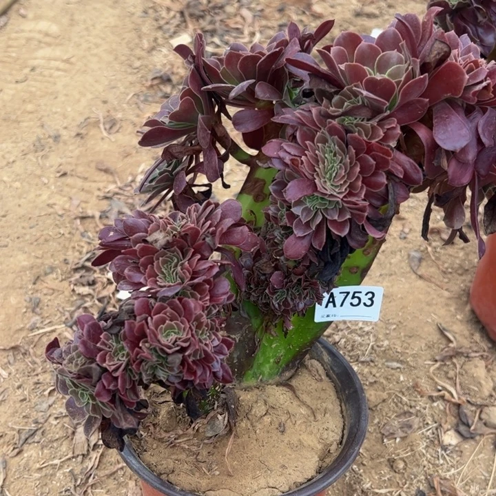 欧缀多肉植物753.