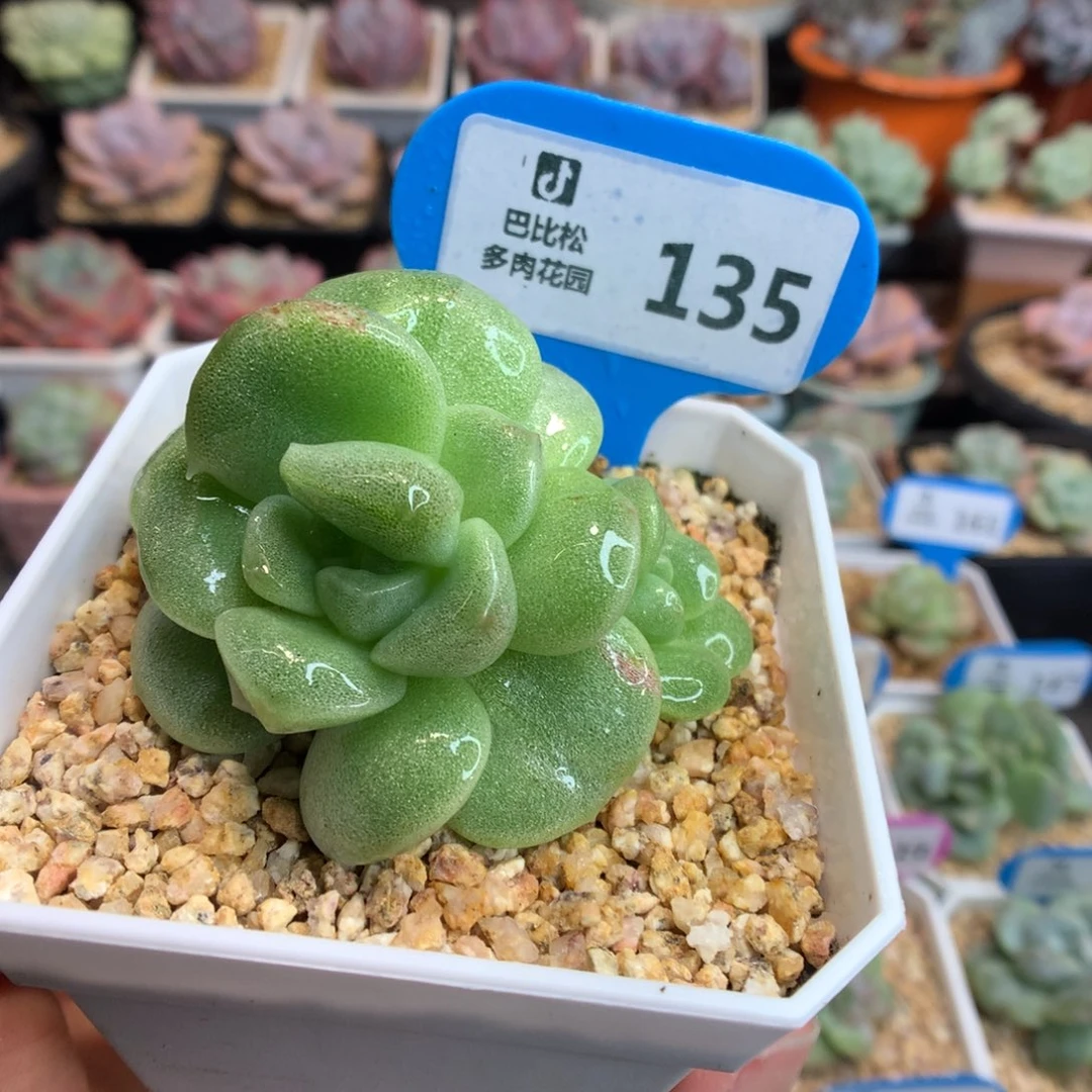135双头冰玉石化多肉植物
