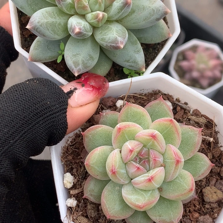 雪花美人  雪花珍妮  包邮
