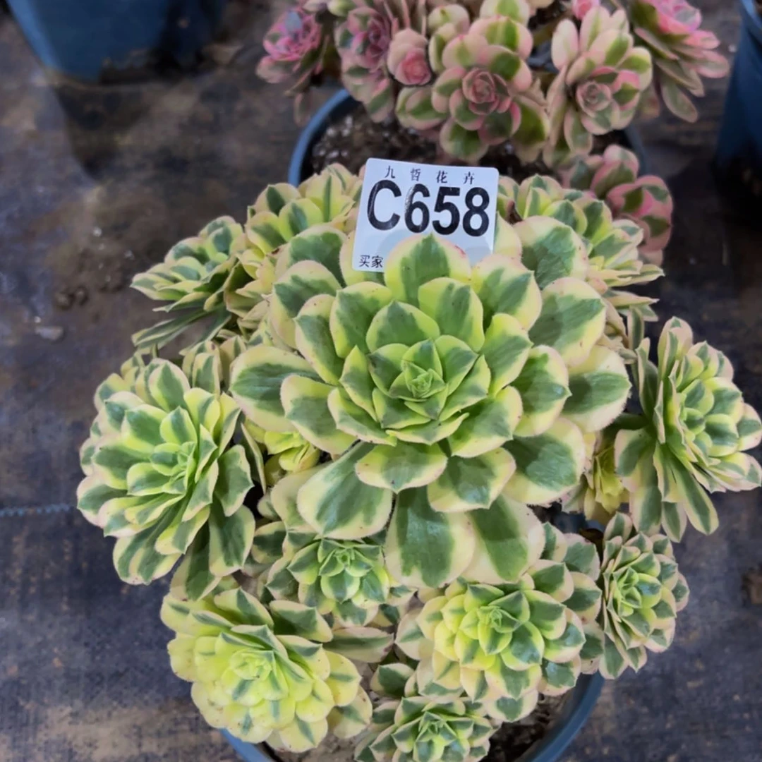 【闪购商品】65800迈巴赫