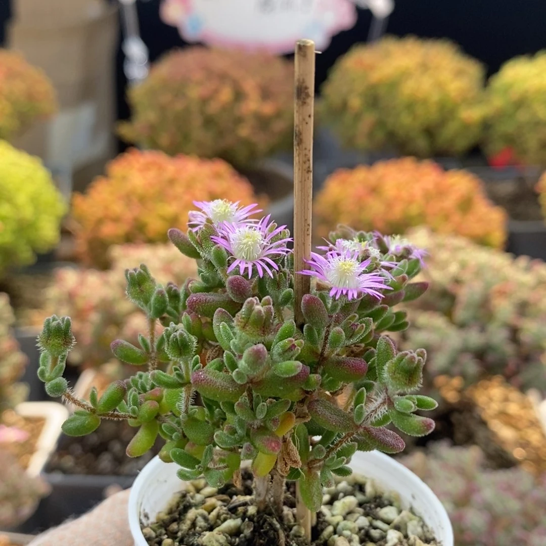 红宝石1040枝干番杏