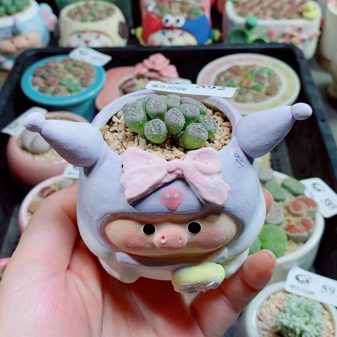 生石花花花花花花花68