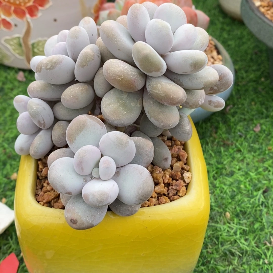 奶酪整无砍一物一拍
