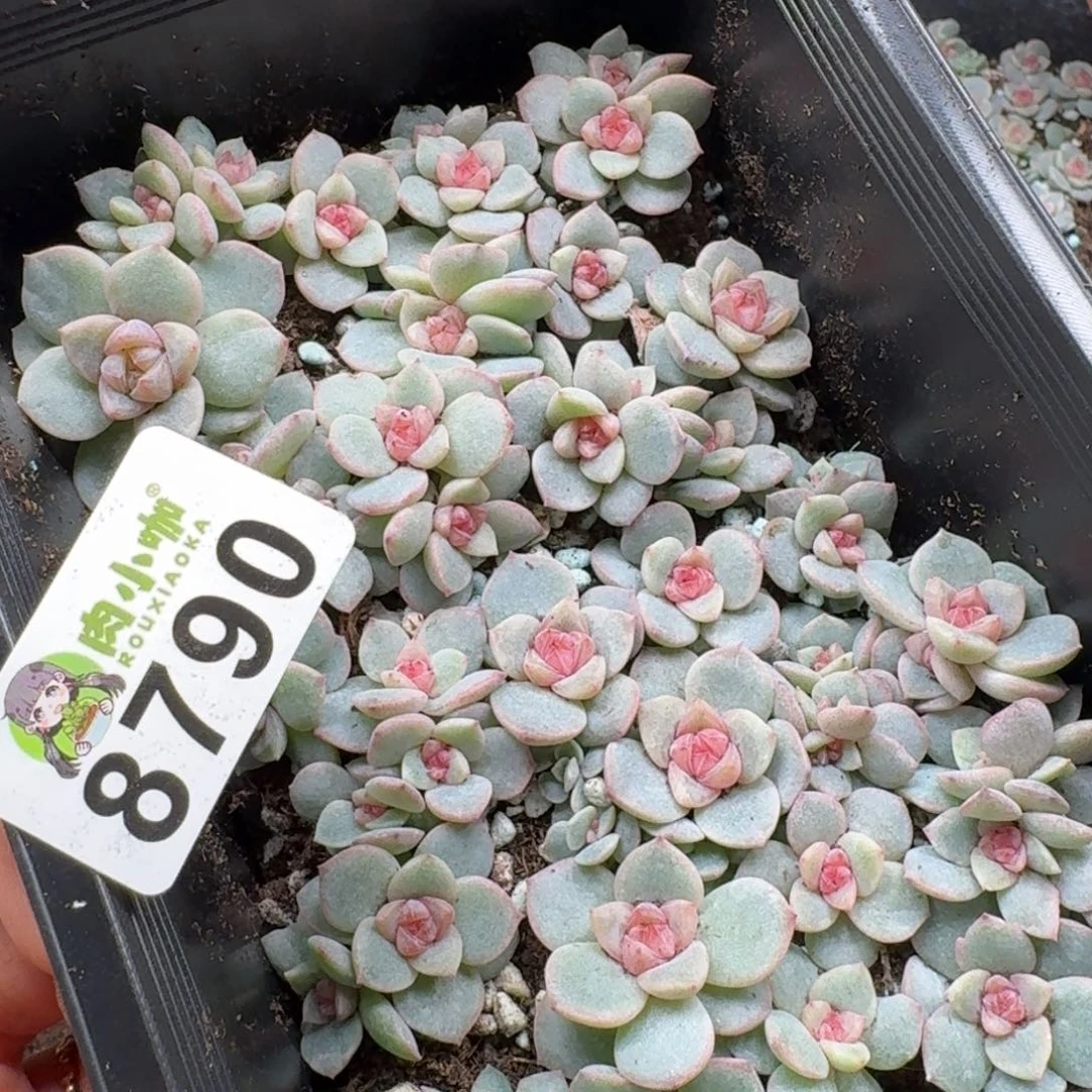 大***妮多肉植物多肉植物