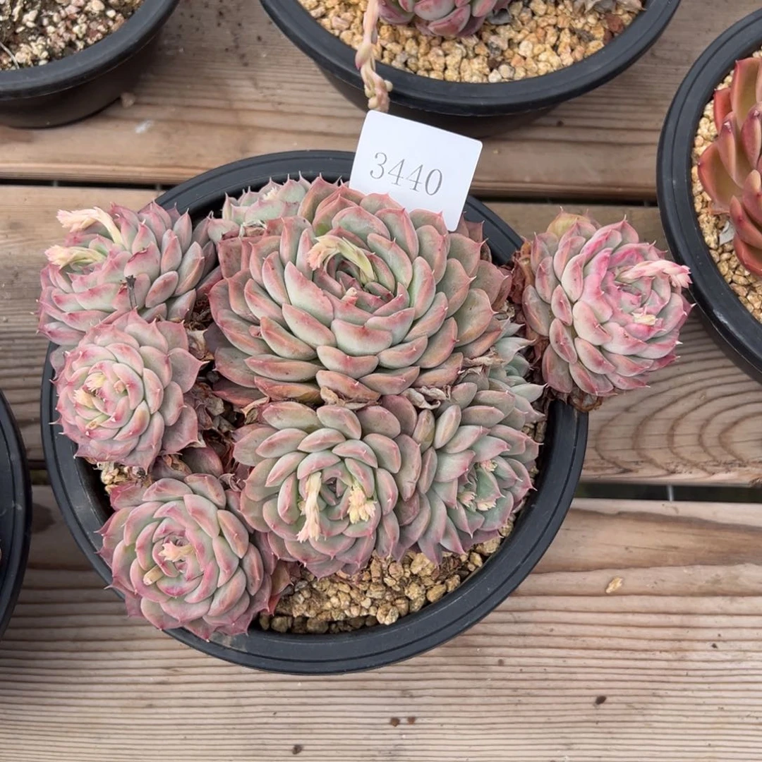 ?****?3440多人发多多多多