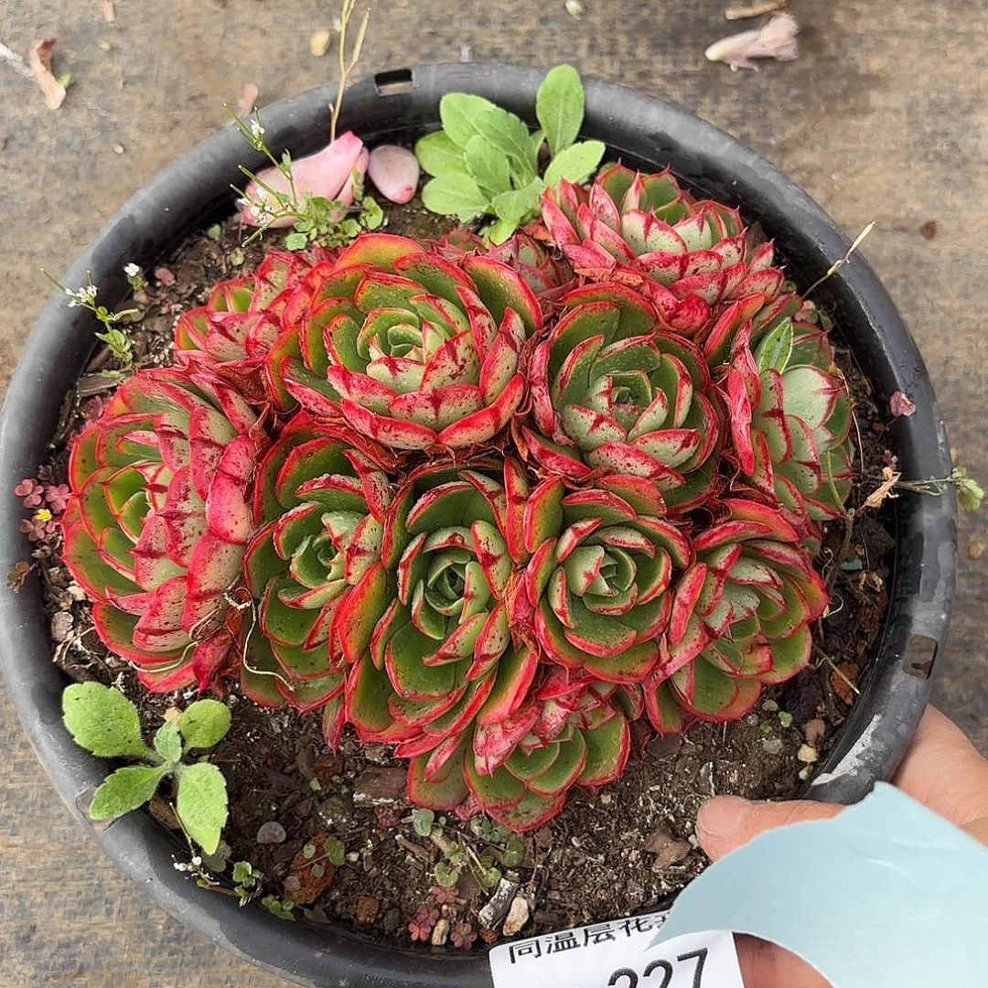 同温层多肉伊丽莎白227