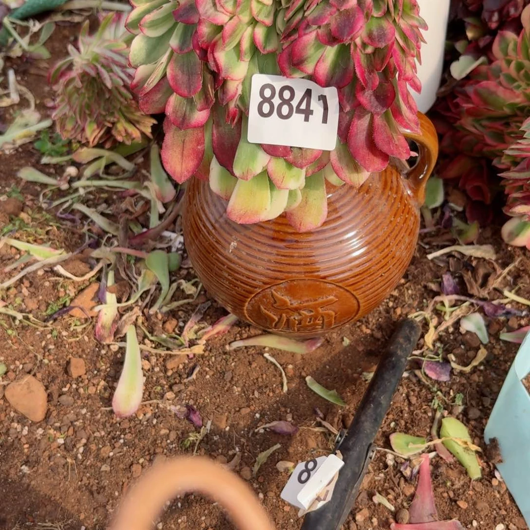 嗯8841 号多肉法师特价没有根荔枝