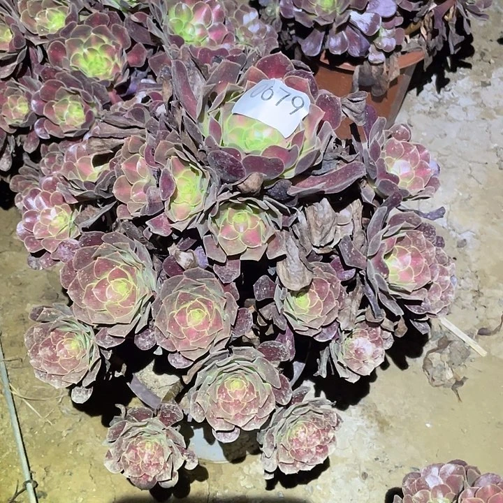 多肉植物法师679花呐