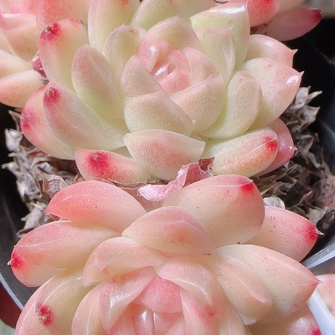 花语逸镜1123-133散