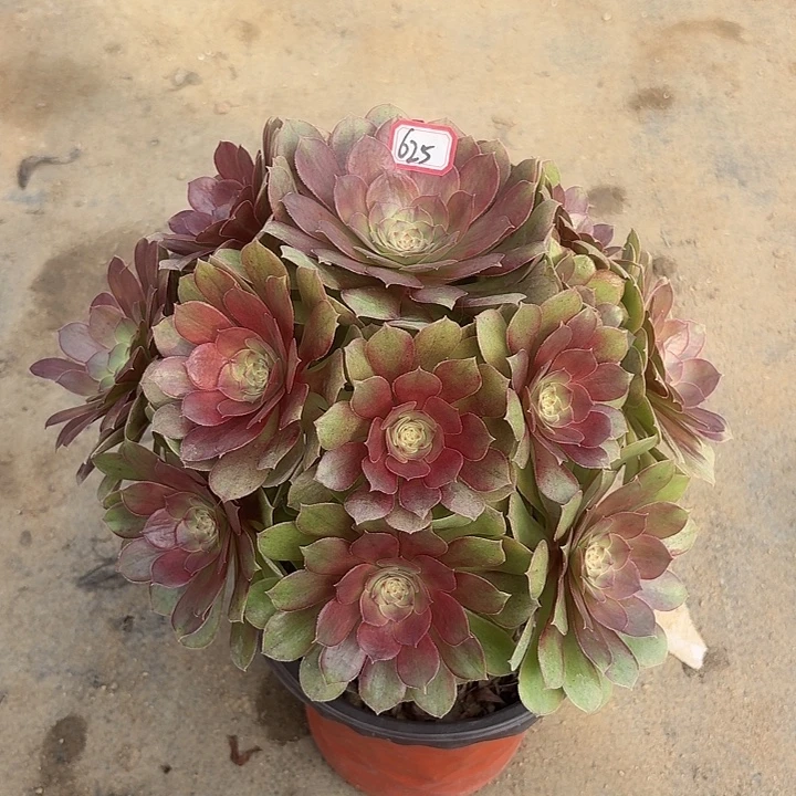 万七彩625多肉植物法师