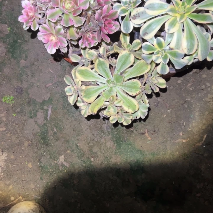侧枝不包法师链接276