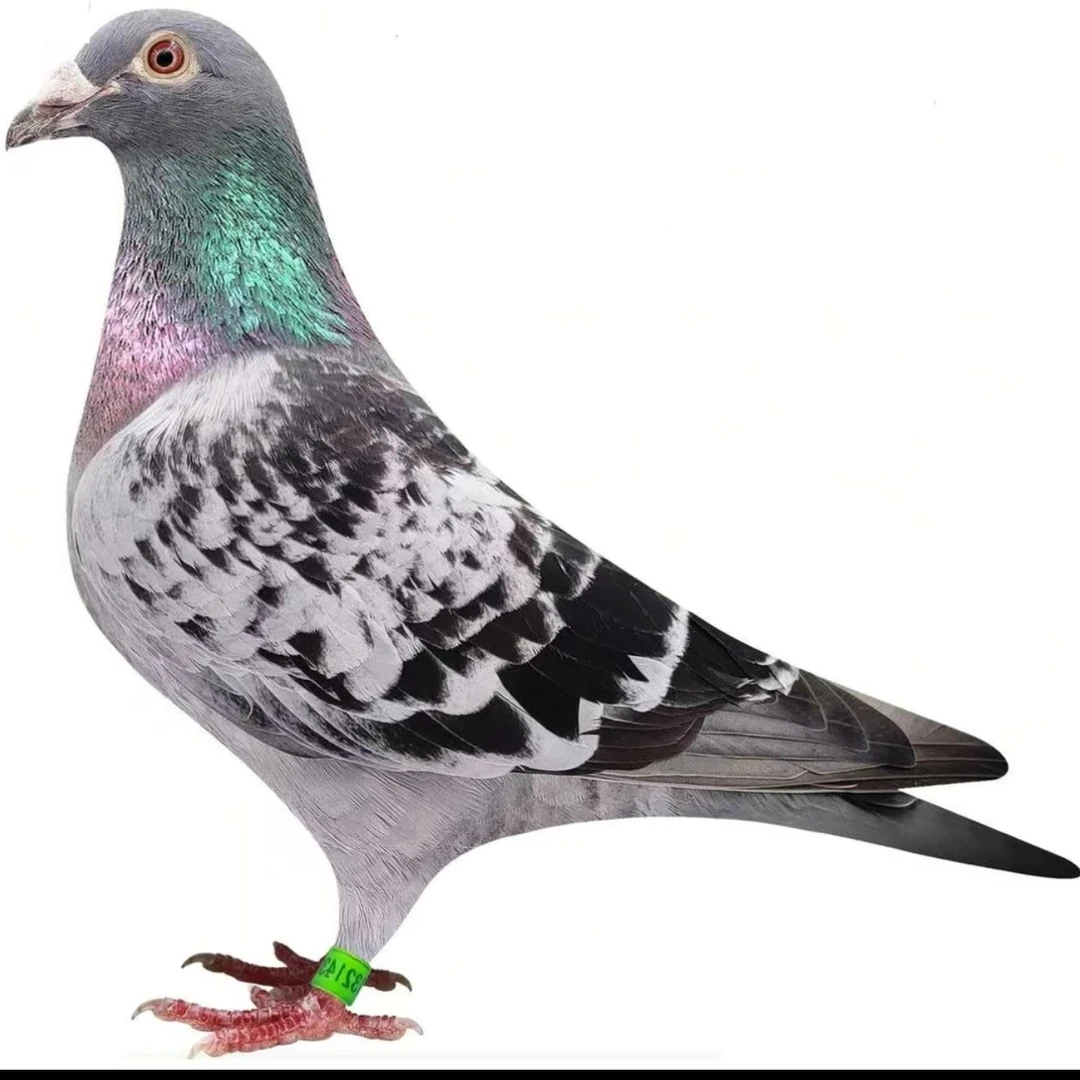 血统鸽杨啊腾赛鸽比赛冠军直播间