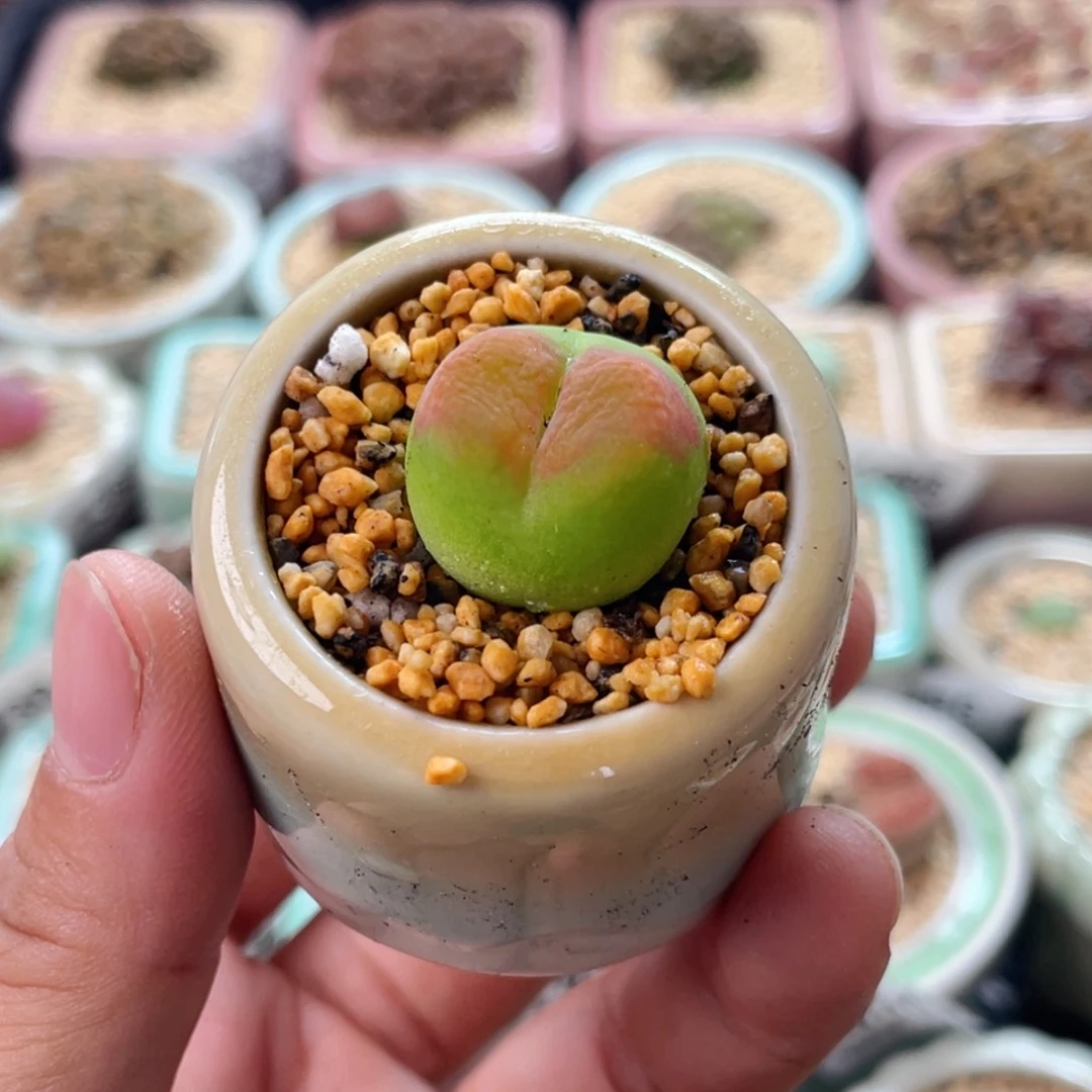 无花朵1760--一物一拍 带盆