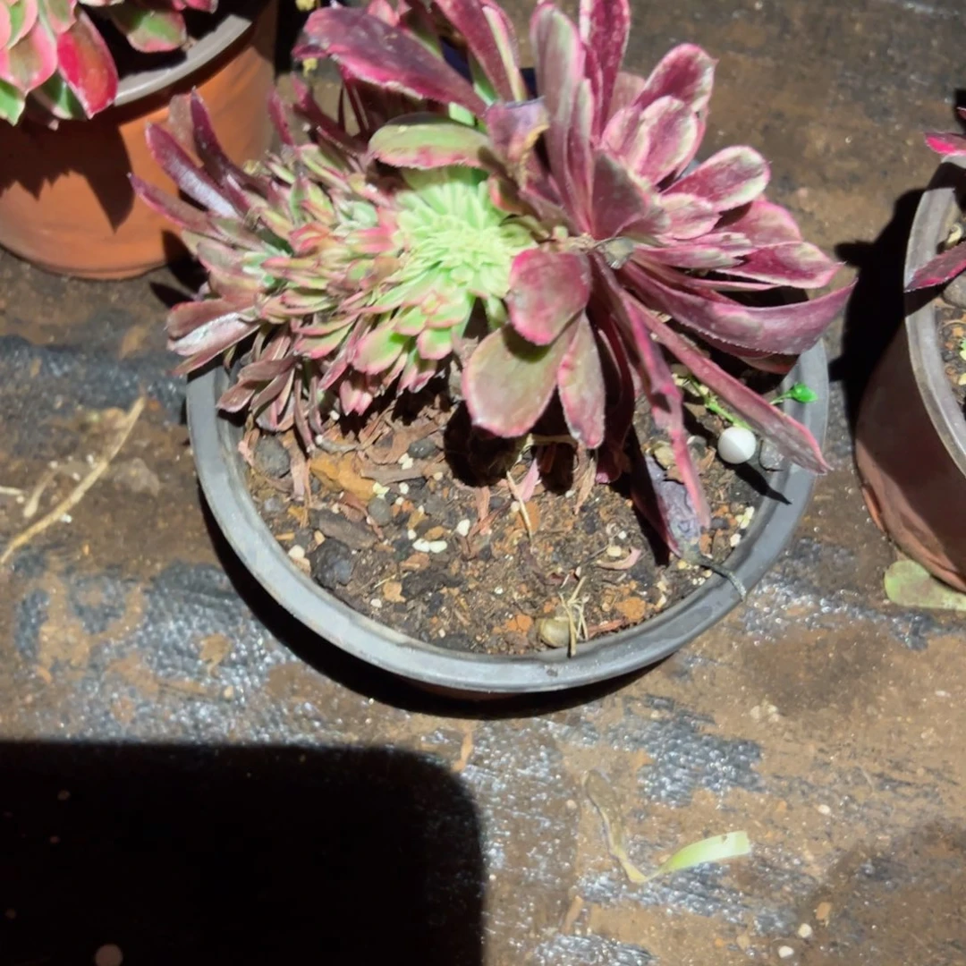 215 号多肉植物福利