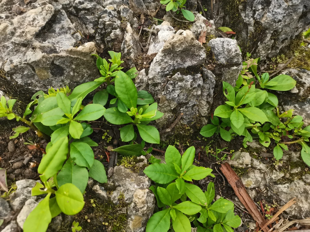 盆栽苗长寿菜阳台绿植盆栽