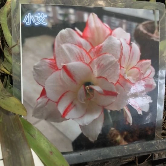 当前无花栽培后可以开花小艾4厘米裸根球