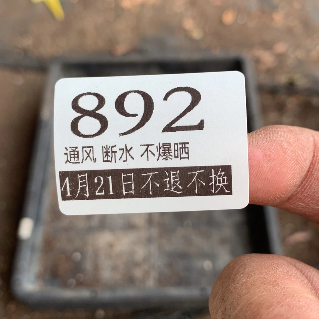 乐*满20包邮山地玫瑰892