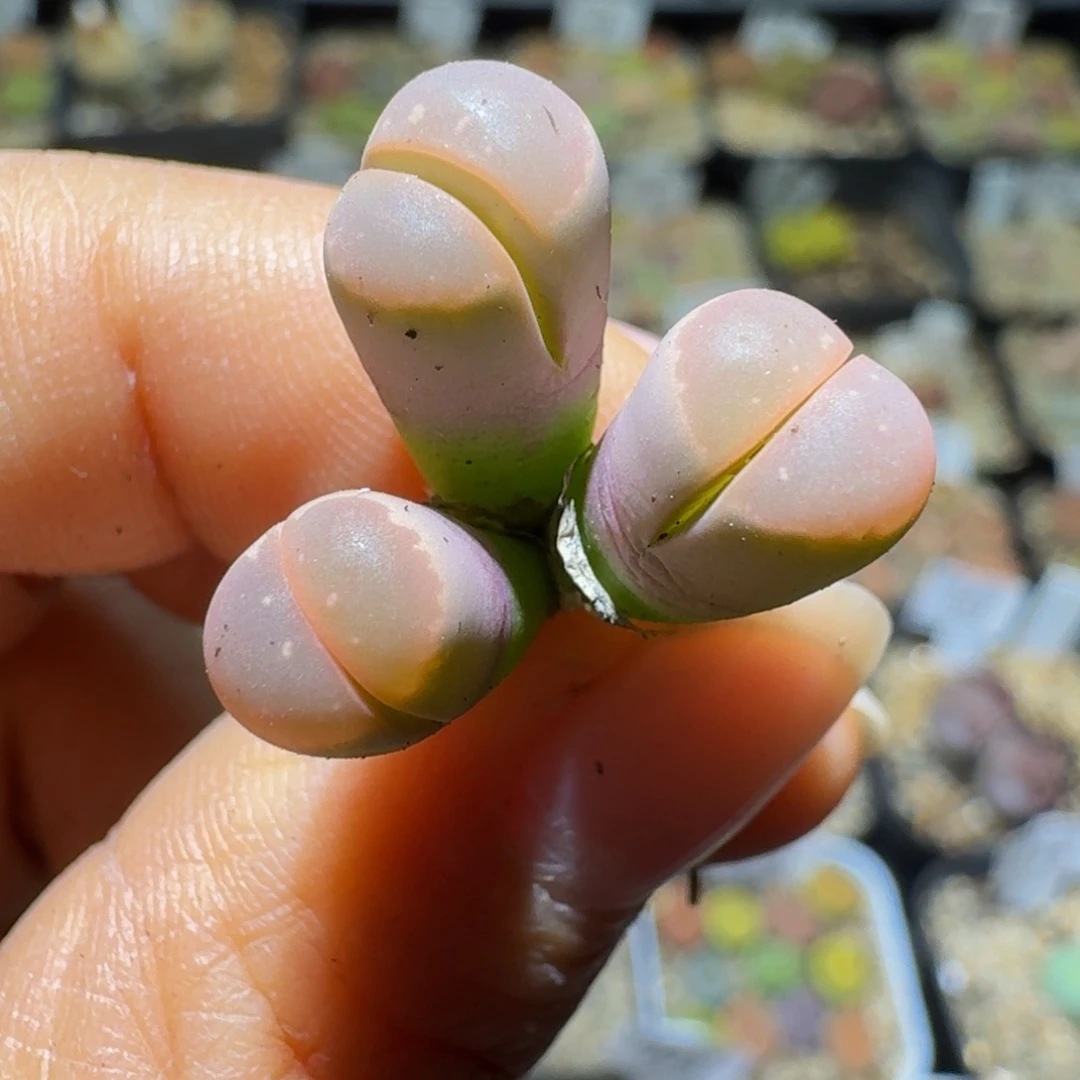 Ssss好便宜好便宜306