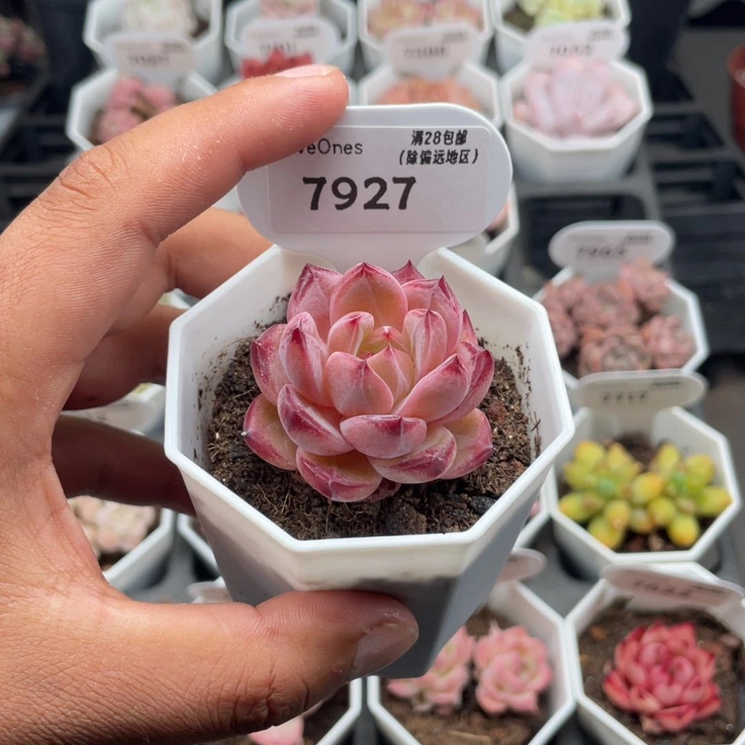 7927黑武士4.0厘米