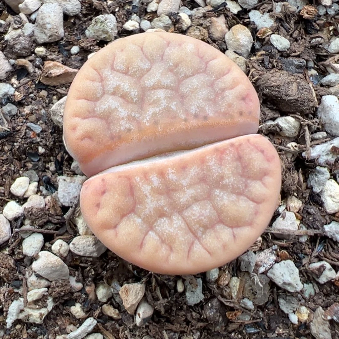 9.7好看的多肉脱土发货896