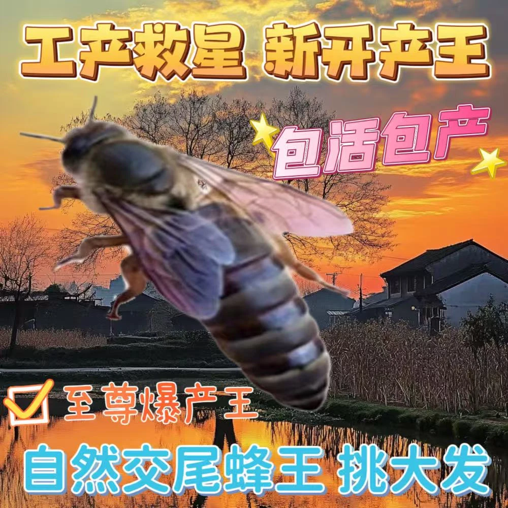 【2个月开产王】包产 中蜂蜂王中华广东产卵王种王双色杂交阿坝交尾