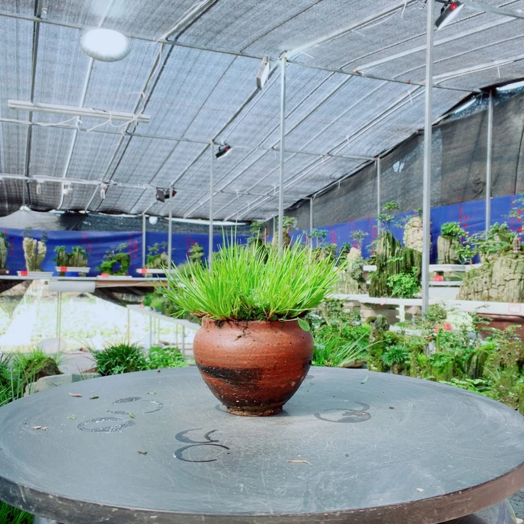 踪***化当前无花栽培后可以开花