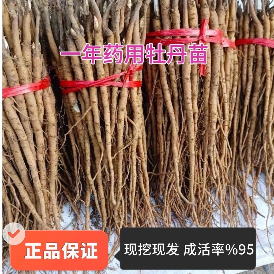 基地直发牡丹苗油用牡丹种苗中药材材牡丹籽芍药花苗盆栽植物花卉