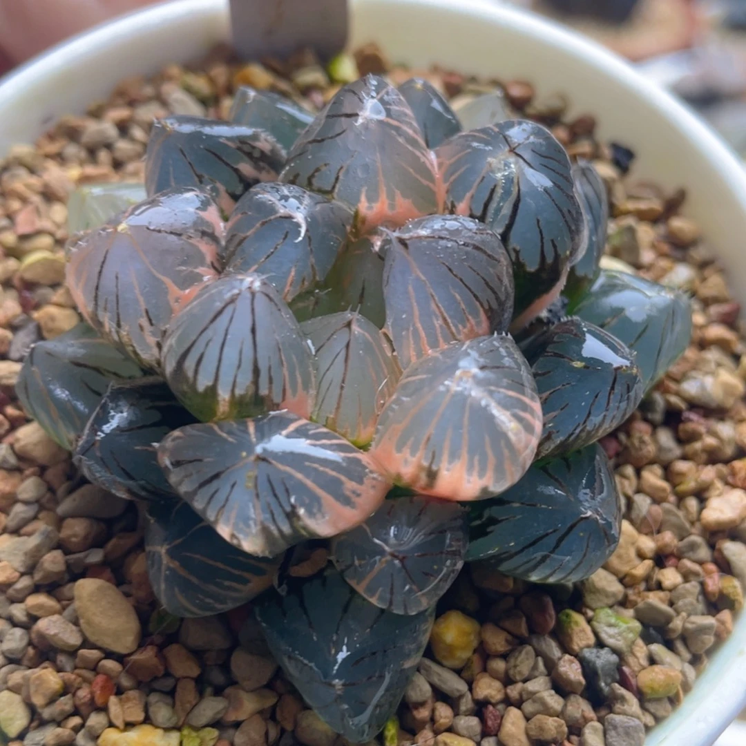 14.十二卷龙爪玉露锦。