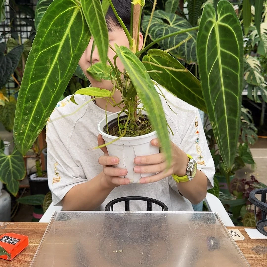 完全开放S104火鹤后