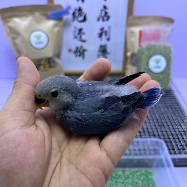 牡丹鹦鹉-中纯紫罗兰公D88510