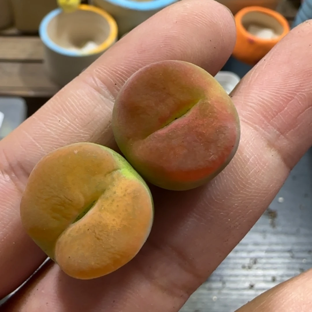 8.13。。蟠桃x2。。。2022