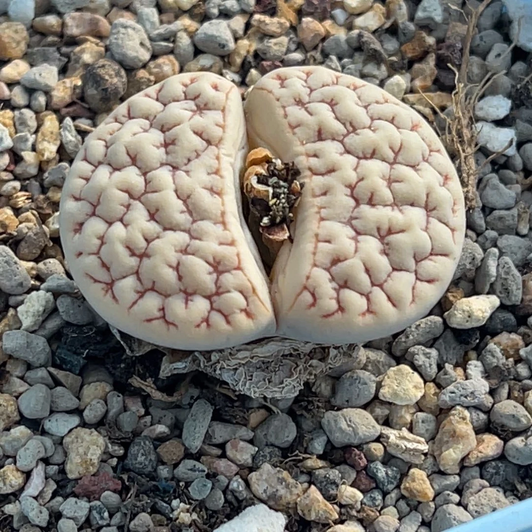 2489红蜜纹岛田374一颗