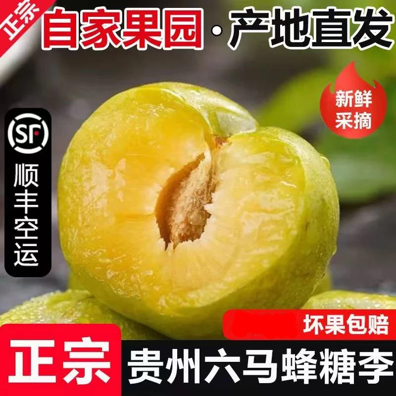 正宗 贵州六马蜂糖李精品大果 顺丰空运当季新果现摘现发