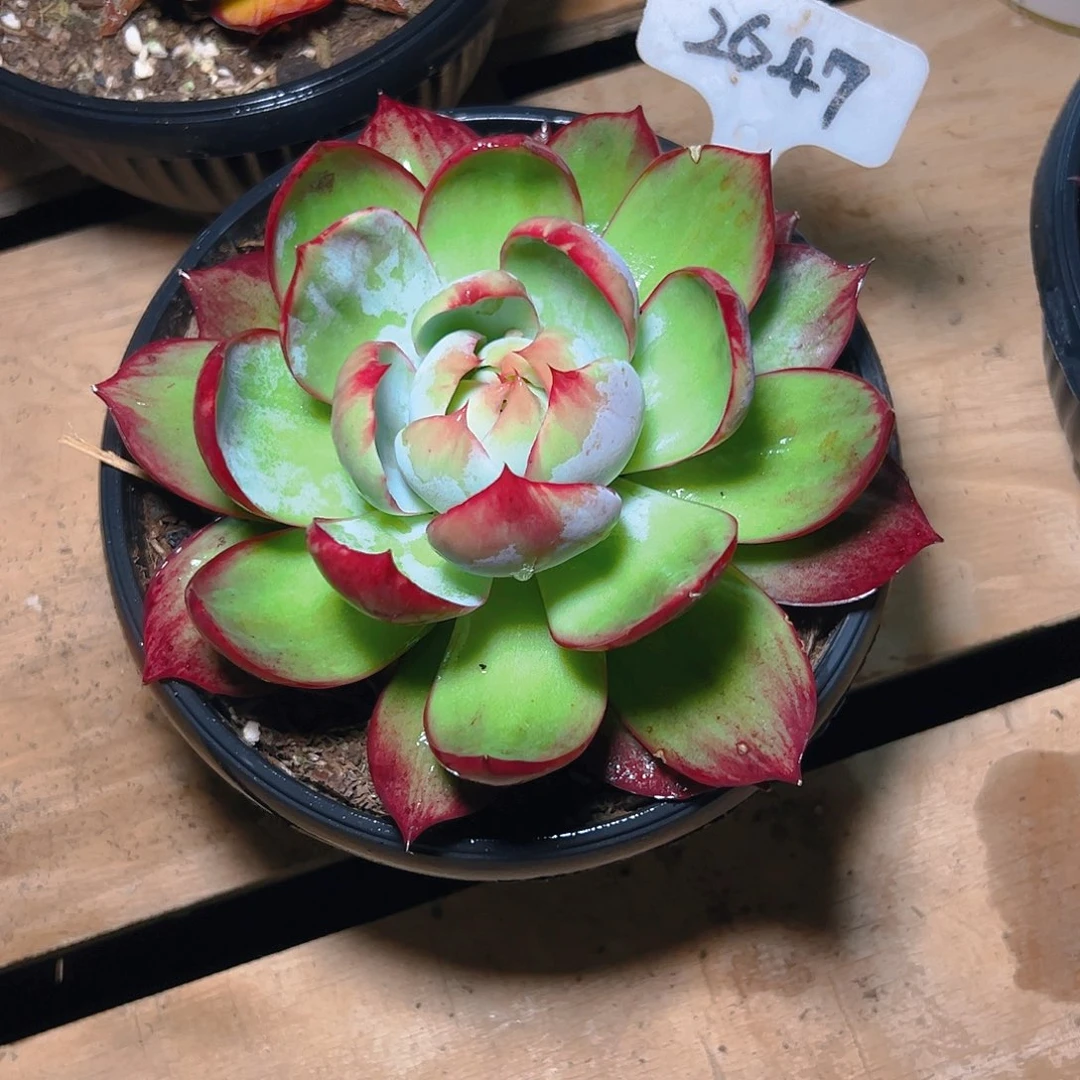 飞****惊鸿仙子一物一拍2647号