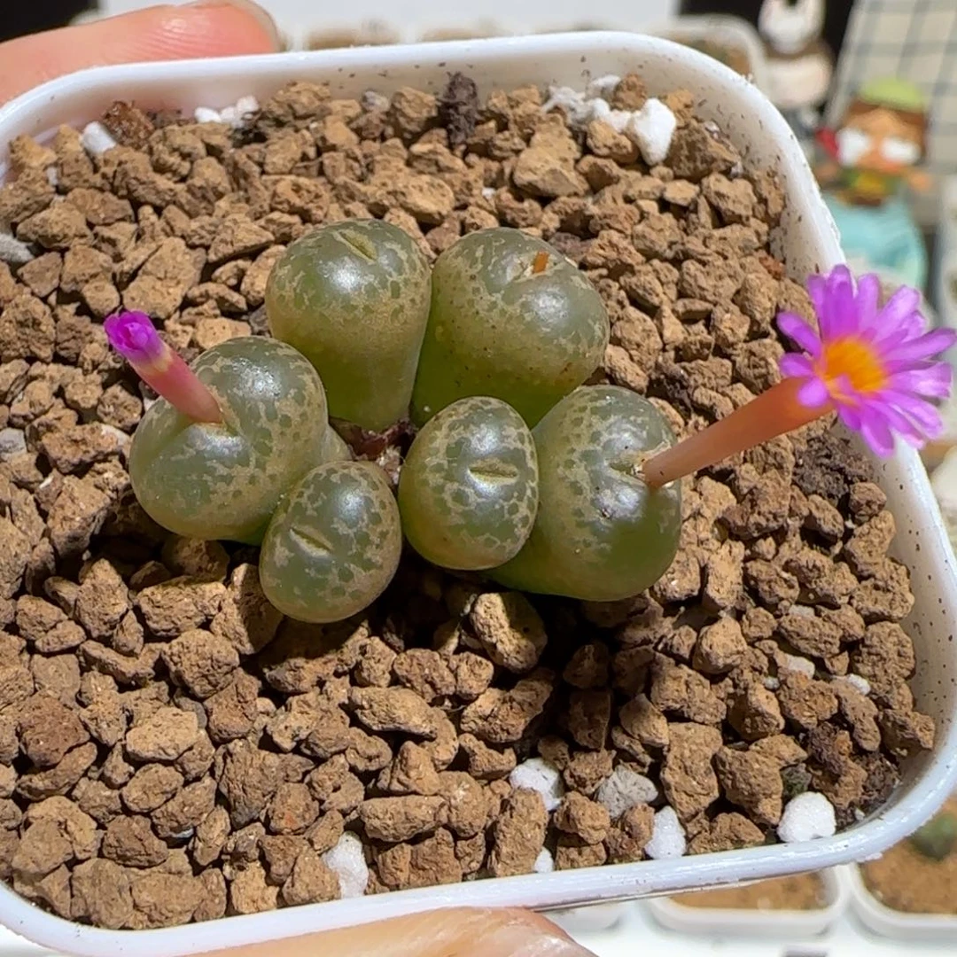 肉锥多肉植物组合-肯尼迪母本1013