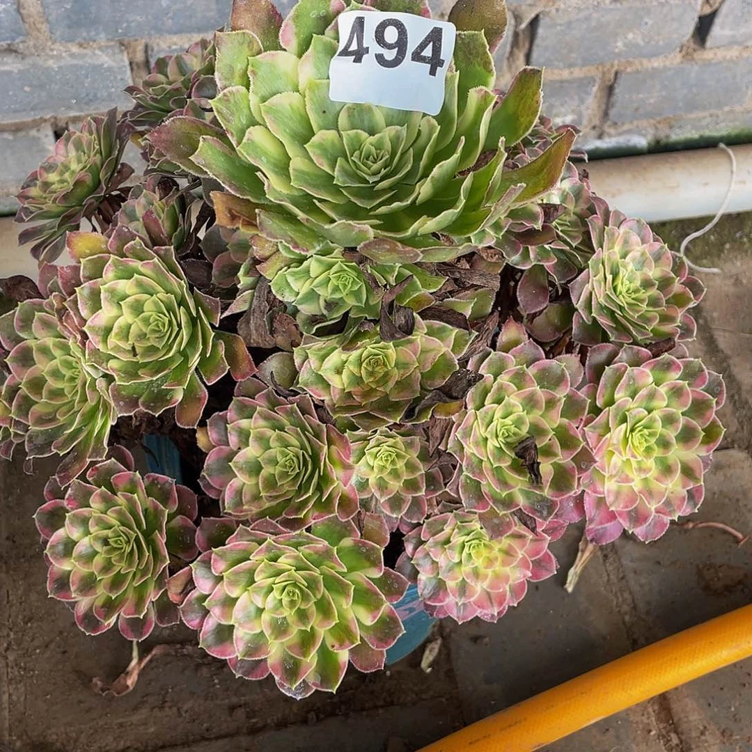 多肉法师494号冰铜发货不包损