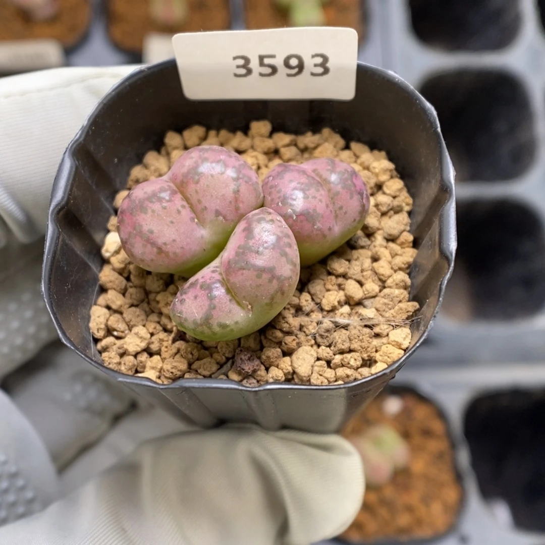 多肉植物肉锥杂交K-3593 风铃安贞杂