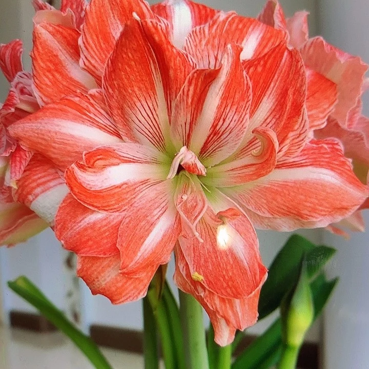 阳光少女自然球直径6cm+一颗