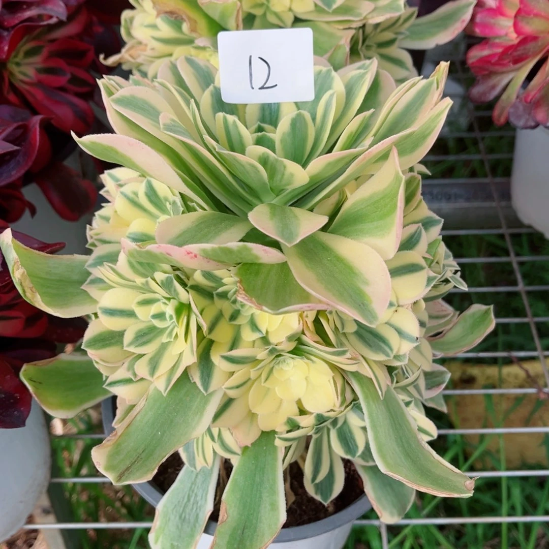 一物一拍多肉法师12