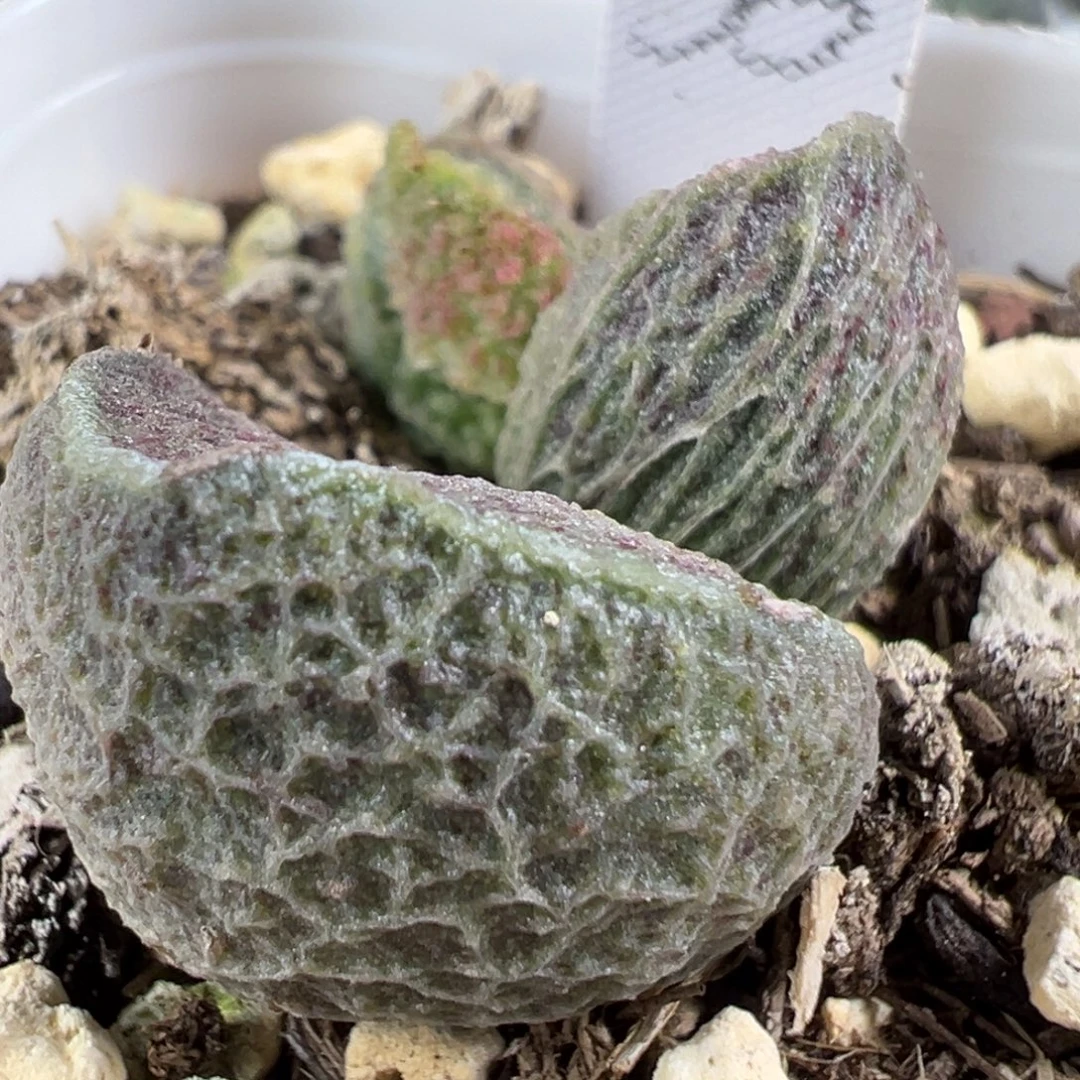 w网纹竖长条冰晶纹路款实生新品