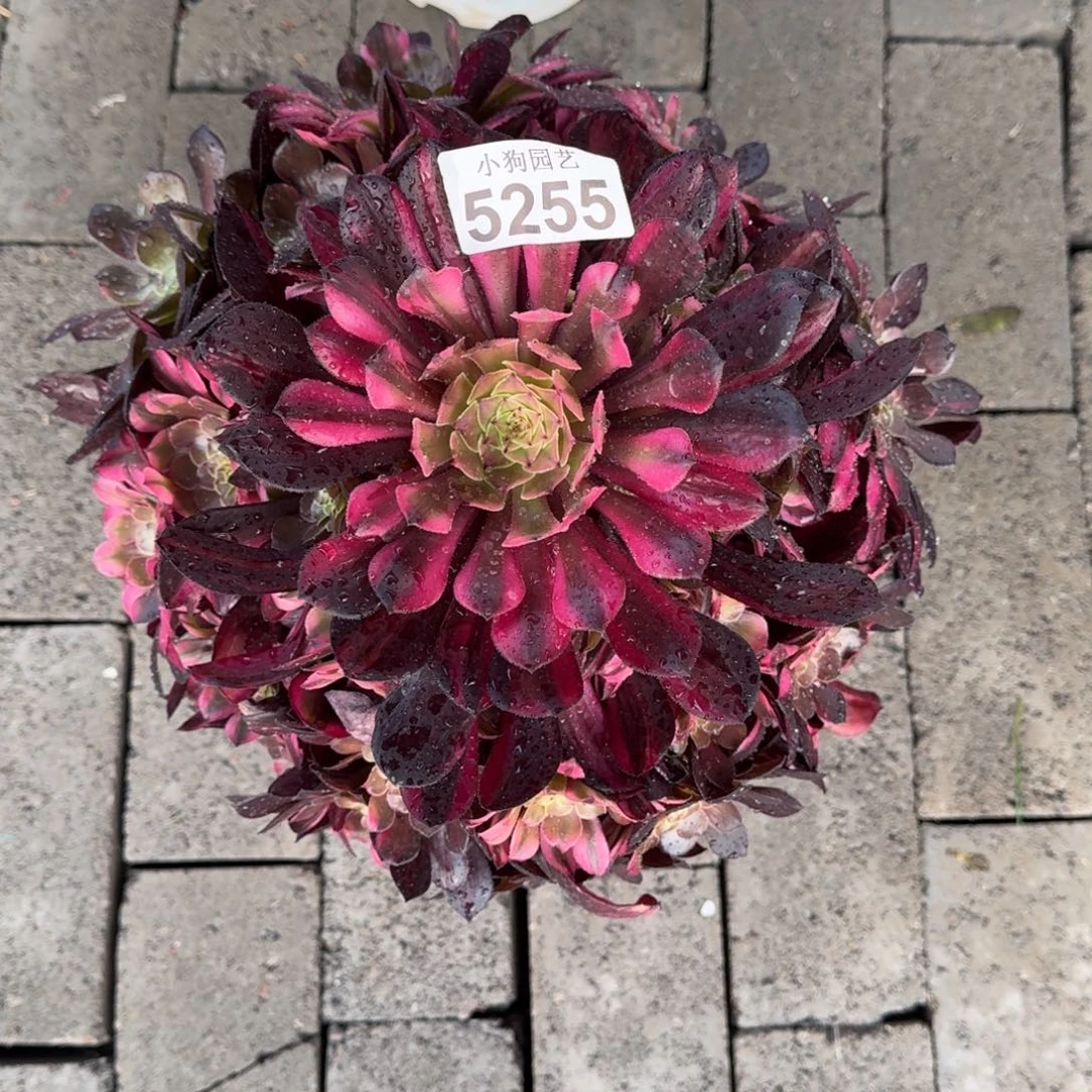 ?**姐铜壶七彩多肉植物5255寄养