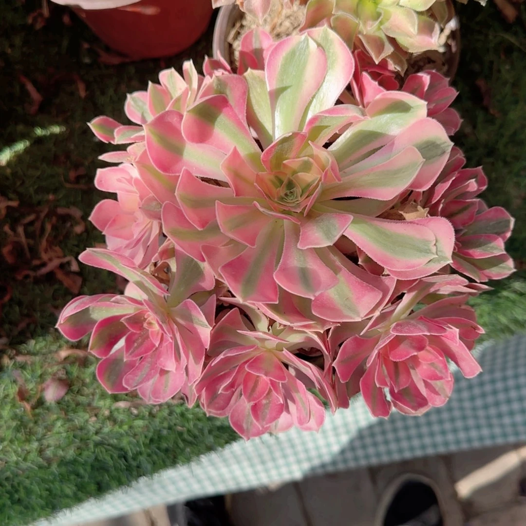 无花朵粉女巫中号