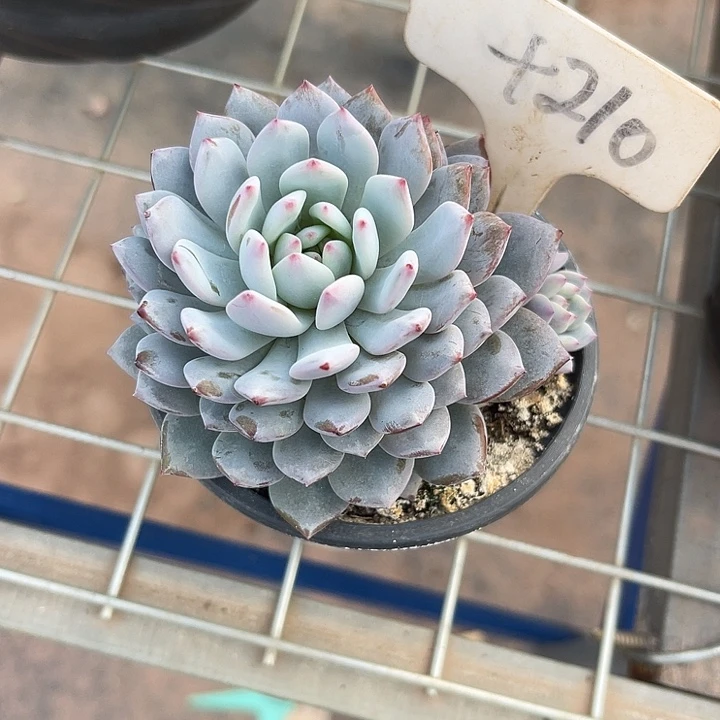 两单包邮，一物一拍210星星橙