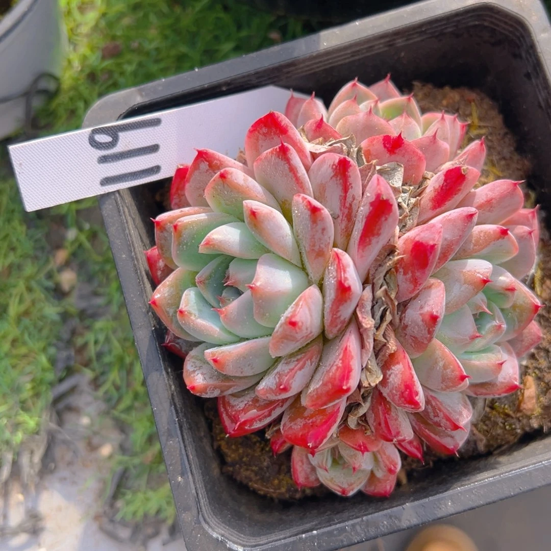 香玉的故事是一个人的故事吗笑