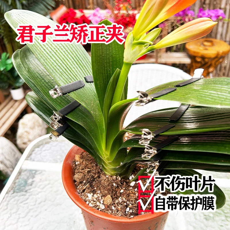 3君子兰叶子乱不整齐规则矫正定形固定整型夹子架神器工具道具